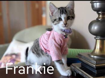 Domestic Short Hair Cats Available for Adoption in Battle Creek, Michigan - Frankie | PetCurious