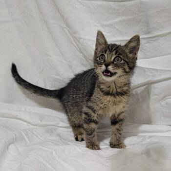Rocket -  Domestic Short Hair Cat for Adoption in Traverse City, Michigan - Rocket | PetCurious