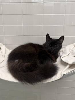 TWIX -  Domestic Long Hair and Domestic Short Hair Cat for Adoption in Omaha, Nebraska - TWIX | PetCurious