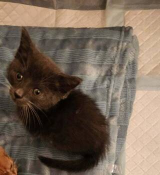 Knuckles -  Domestic Short Hair Cat for Adoption in Chicago, Illinois - Knuckles | PetCurious