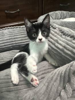 Rescue Domestic Short Hair Cats for Adoption in Honolulu, Hawaii - Porsche | PetCurious