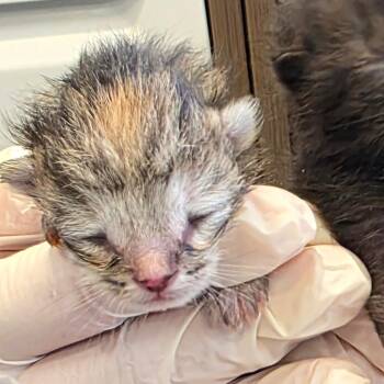 Domestic Short Hair Cats Available for Adoption in Abilene, Texas - Pebble | PetCurious