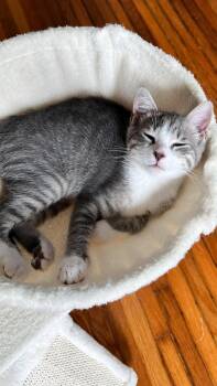 Tabby and Domestic Short Hair Cats Available for Adoption in Cincinnati, Ohio - Toulouse | PetCurious