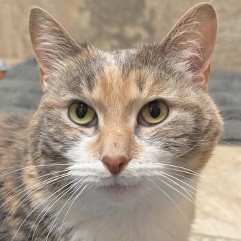 Ponyo - Adoption Fee Paid -  Domestic Short Hair Cat Available for Adoption in Jefferson, Wisconsin - Ponyo - Adoption Fee Paid | PetCurious