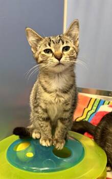 REFINED -  Domestic Short Hair Cat for Adoption in Kalamazoo, Michigan - REFINED | PetCurious