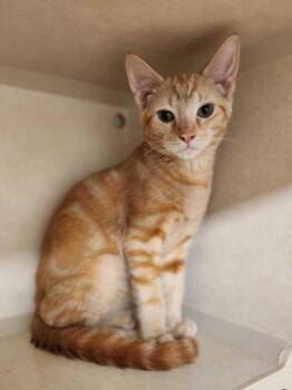 Riptide -  Domestic Short Hair Cat for Adoption in Elmsford, New York - Riptide | PetCurious