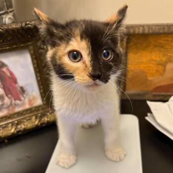 Aphrodite Hansen -  Domestic Short Hair Cat for Adoption in Eagle Mountain, Utah - Aphrodite Hansen | PetCurious