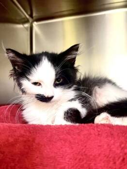 Emily -  Domestic Short Hair Cat Available for Adoption in Montreal, Quebec - Emily | PetCurious
