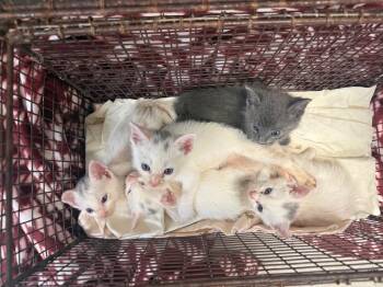 26-0587C -  Domestic Short Hair Cat for Adoption in Sorrento, Louisiana - 26-0587C | PetCurious