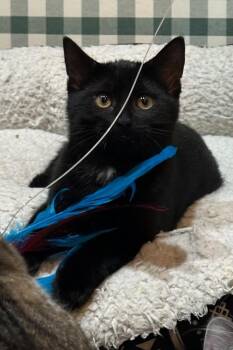 Rescue Domestic Short Hair Cats for Adoption in Lombard, Illinois - Brihanna | PetCurious