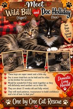 Wyatt Earp & Wild Bill -  Domestic Short Hair Cat for Adoption in Temple, Pennsylvania - Wyatt Earp & Wild Bill | PetCurious