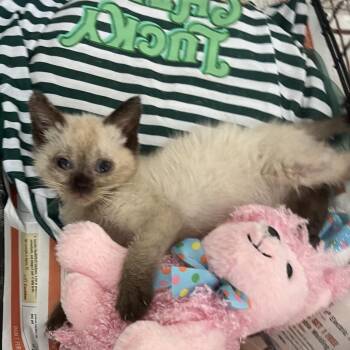 Daisey-mae -  Domestic Short Hair Cat Available for Adoption in Edinburg, Texas - Daisey-mae | PetCurious