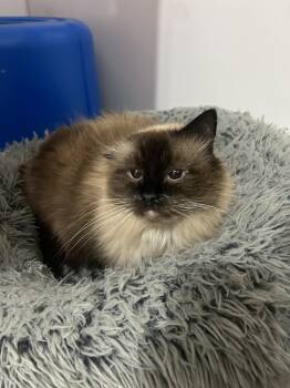 Rescue Siamese Cats for Adoption in Salmon, Idaho - Cara | PetCurious