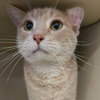 Domestic Short Hair Cats Available for Adoption in Park Falls, Wisconsin - Harley | PetCurious