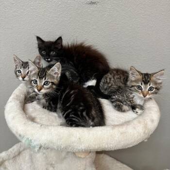 Oreo -  Domestic Short Hair Cat for Adoption in Hemet, California - Oreo | PetCurious
