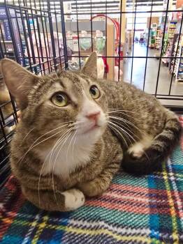 Domestic Short Hair Cats Available for Adoption in Cumming, Georgia - Davis | PetCurious