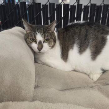 Domestic Short Hair Cats Available for Adoption - MALALA | PetCurious