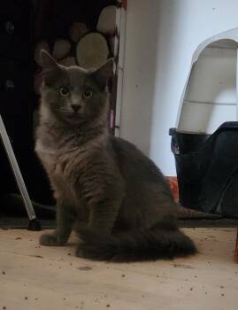 Rescue Domestic Long Hair Cats for Adoption in Incline Village, Nevada - Wolfy | PetCurious