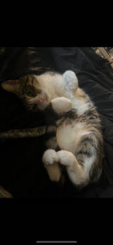 Rescue Calico and Tabby Cats for Adoption in Dallas, Texas - Dolce CP | PetCurious