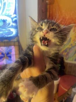 Rescue Domestic Short Hair Cats for Adoption in Ssl, Utah - Yogurt | PetCurious