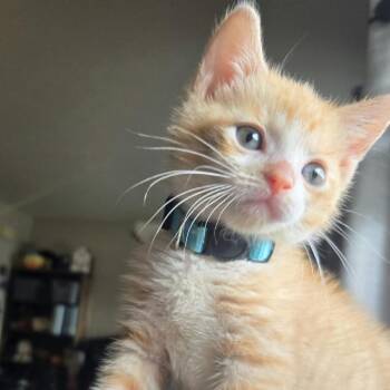 Juniper -  Domestic Short Hair Cat for Adoption in West Olive, Michigan - Juniper | PetCurious