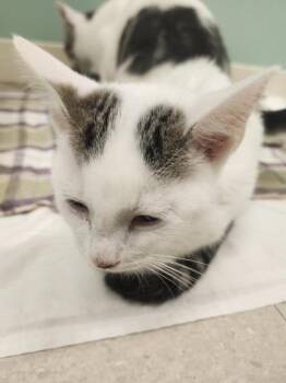 Vaporeon -  Domestic Short Hair Cat for Adoption in Columbus, Indiana - Vaporeon | PetCurious
