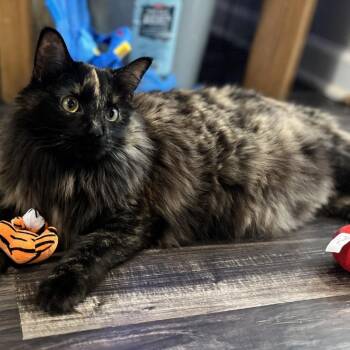 Cordelia -  Domestic Long Hair Cat for Adoption in Prosper, Texas - Cordelia | PetCurious