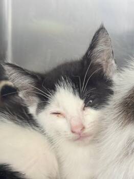 Domestic Short Hair Cats Available for Adoption in Richland Hills, Texas - Bruna | PetCurious