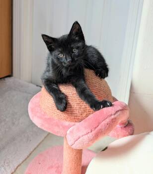 Romeo Mio -  Domestic Short Hair Cat for Adoption in Houston, Texas - Romeo Mio | PetCurious