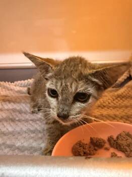 MARY -  Domestic Short Hair Cat for Adoption in Fort Walton Beach, Florida - MARY | PetCurious