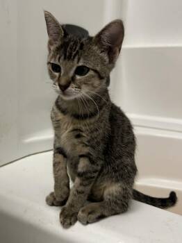 Clay -  Domestic Short Hair Cat for Adoption in The Woodlands, Texas - Clay | PetCurious