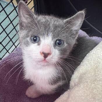 Corey -  Domestic Short Hair Cat for Adoption in Clearwater, Florida - Corey | PetCurious