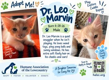 Dr Leo Marvin -  Domestic Short Hair Cat for Adoption in Beaufort, South Carolina - Dr Leo Marvin | PetCurious