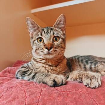 Mary Alice -  Domestic Short Hair Cat for Adoption in Hays, Kansas - Mary Alice | PetCurious