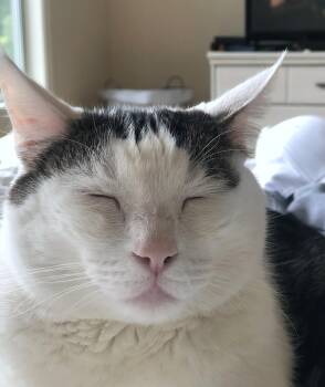 Jon Snow & Pepper #2028 -Offered by Owner - Bonded -  Domestic Long Hair Cat for Adoption in Hillsboro, Oregon - Jon Snow & Pepper #2028 -Offered By Owner - Bonded | PetCurious