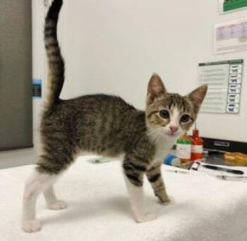 Exclamation Point -  Domestic Short Hair Cat for Adoption in Kansas City, Missouri - Exclamation Point | PetCurious