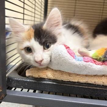 Scrabble -  Domestic Short Hair Cat for Adoption in Charleston, South Carolina - Scrabble | PetCurious