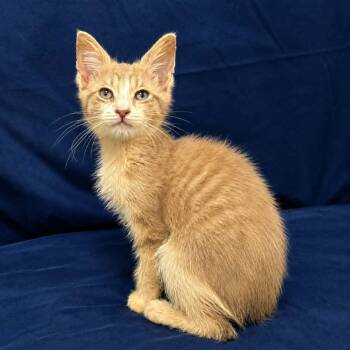 Lilly -  Domestic Short Hair Cat for Adoption in Harrisonburg, Virginia - Lilly | PetCurious