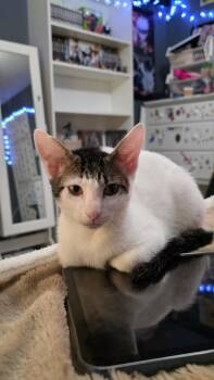 Finnie BR14585-T -  Domestic Short Hair Cat for Adoption in Missouri City, Texas - Finnie BR14585-T | PetCurious