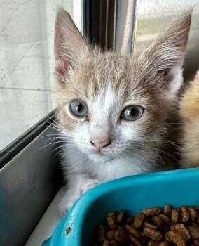 Broly -  Domestic Short Hair Cat for Adoption in Westland, Michigan - Broly | PetCurious