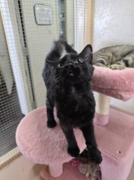 Bentley -  Domestic Medium Hair Cat for Adoption in Prineville, Oregon - Bentley | PetCurious