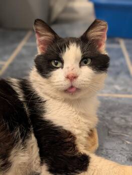 Domestic Short Hair Cats Available for Adoption - Joe Dirt | PetCurious