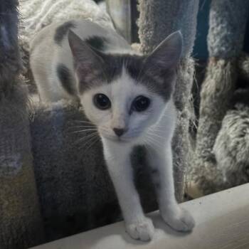 Sweetie 2 -  Domestic Short Hair Cat for Adoption in Bulverde, Texas - Sweetie 2 | PetCurious