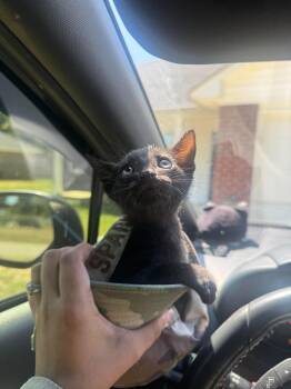 Sweet T -  Domestic Short Hair Cat for Adoption in Camden, South Carolina - Sweet T | PetCurious