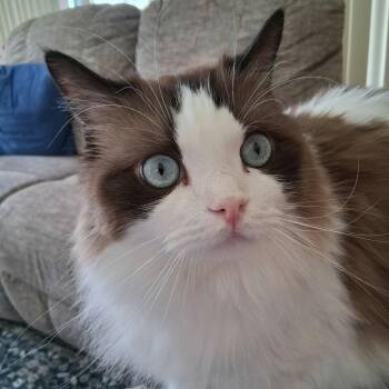 Carter -  Ragdoll Cat for Adoption in Hilton, New York - Carter | PetCurious