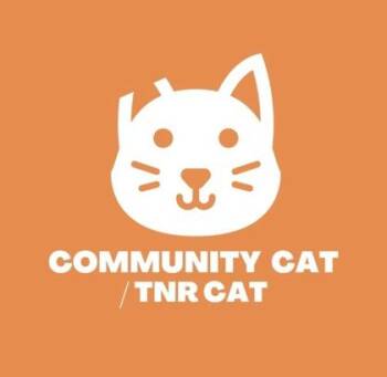 61721443 -  Domestic Short Hair Cat for Adoption in El Paso, Texas - 61721443 | PetCurious