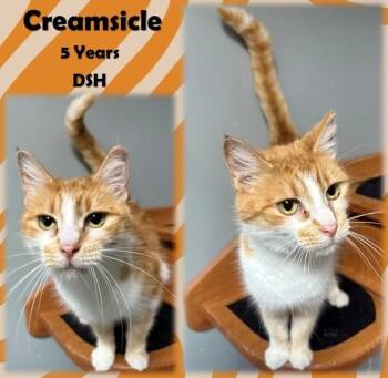 Rescue Domestic Short Hair Cats for Adoption in Franklin, Indiana - Creamsicle | PetCurious
