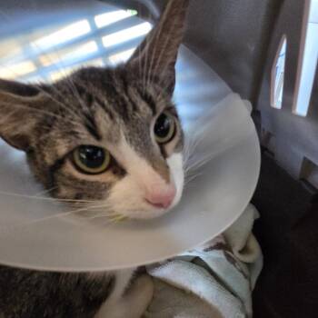 Betty Sue -  Domestic Short Hair Cat for Adoption in Leander, Texas - Betty Sue | PetCurious