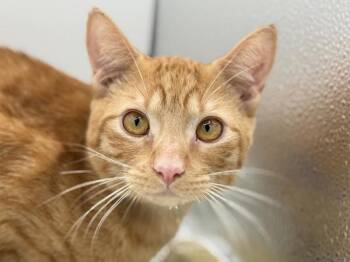 Mel -  Domestic Short Hair Cat for Adoption in Portland, Oregon - Mel | PetCurious