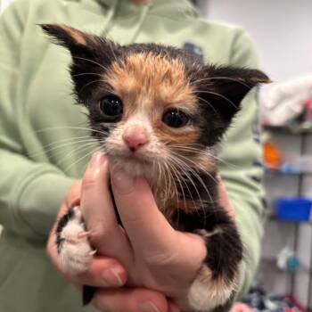 Robin -  Domestic Short Hair Cat for Adoption in Fairmont, West Virginia - Robin | PetCurious